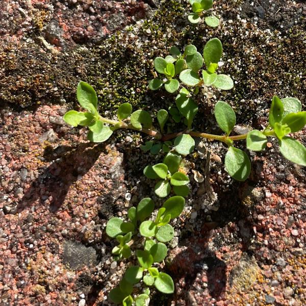 <h3>Polycarpon tetraphyllum / Four‑leaved allseed / Kransmuur</h3>